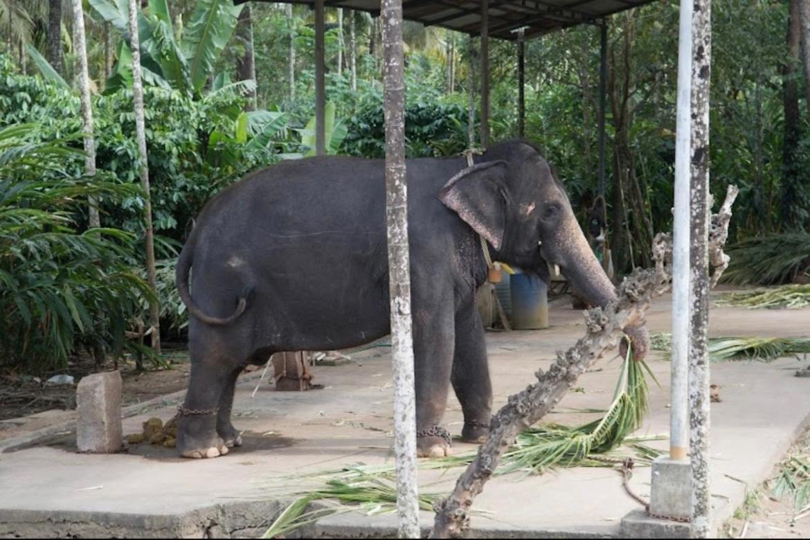 Cassells Jungle Resorts Thekkady Vandiperiyār Extérieur photo