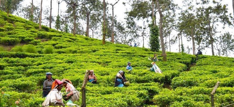 Cassells Jungle Resorts Thekkady Vandiperiyār Extérieur photo