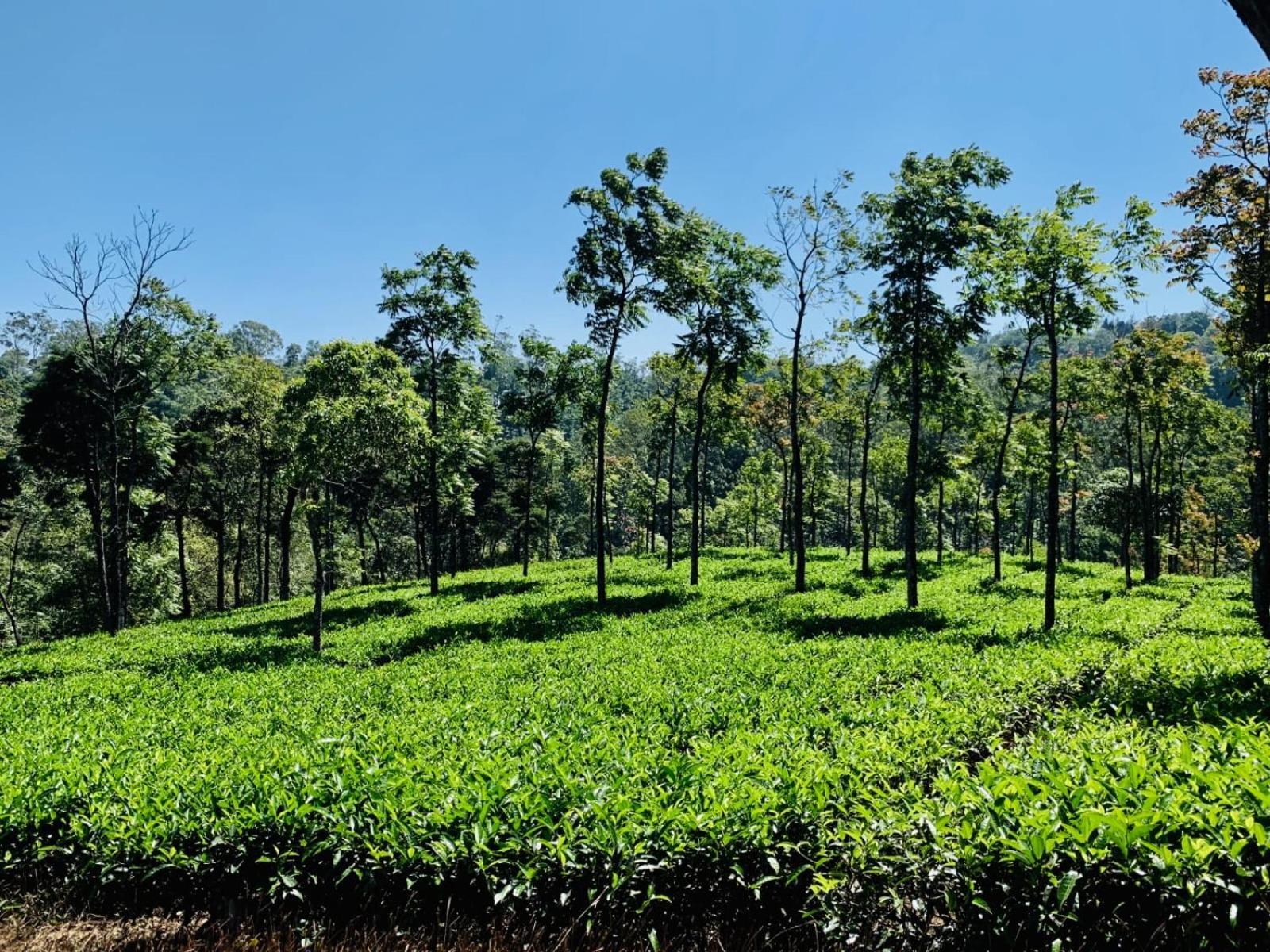 Cassells Jungle Resorts Thekkady Vandiperiyār Extérieur photo