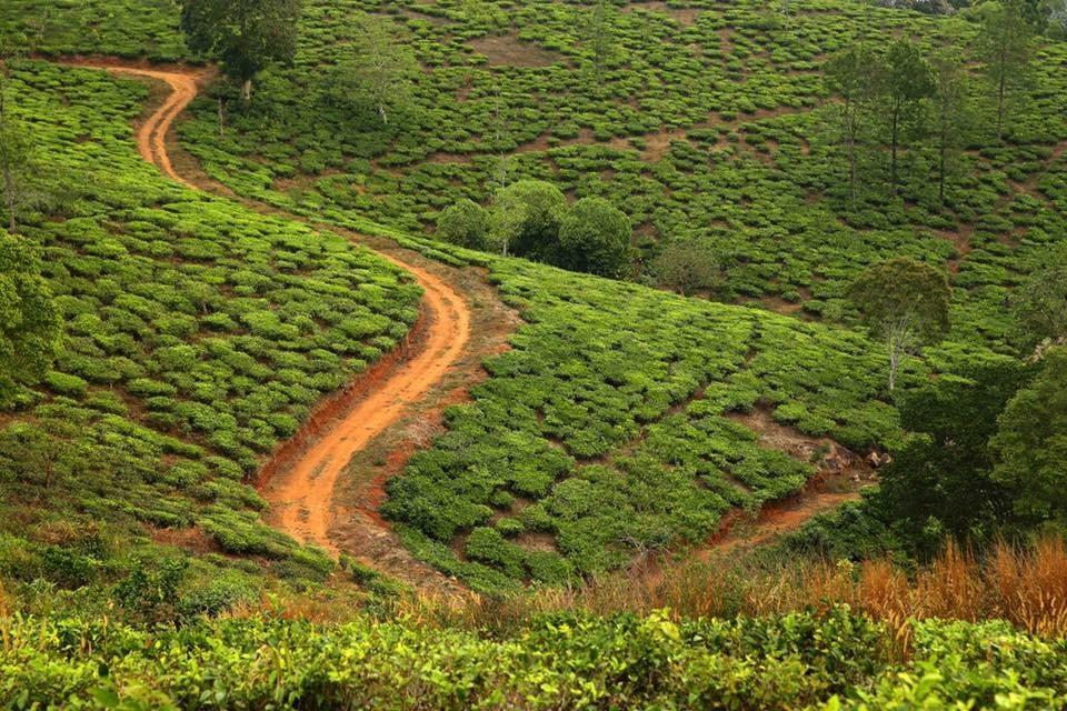 Cassells Jungle Resorts Thekkady Vandiperiyār Extérieur photo